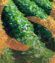 Syngenta Grande Safra Grande Cifra