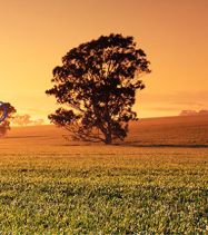 Syngenta Portal de Incentivo